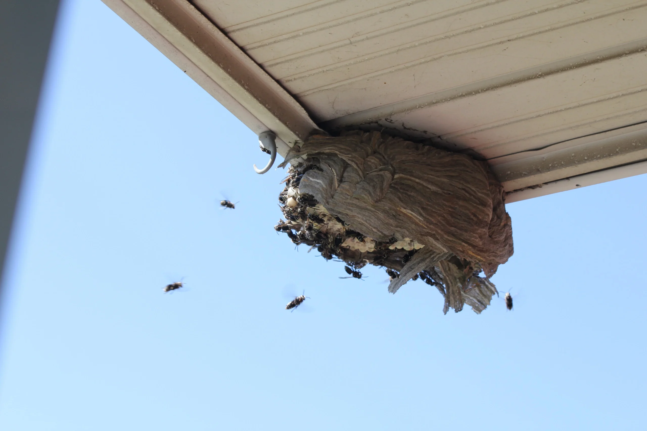 Why Black Hornets Appear in Homes