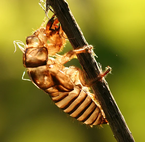 Why cicada shells appear around your home