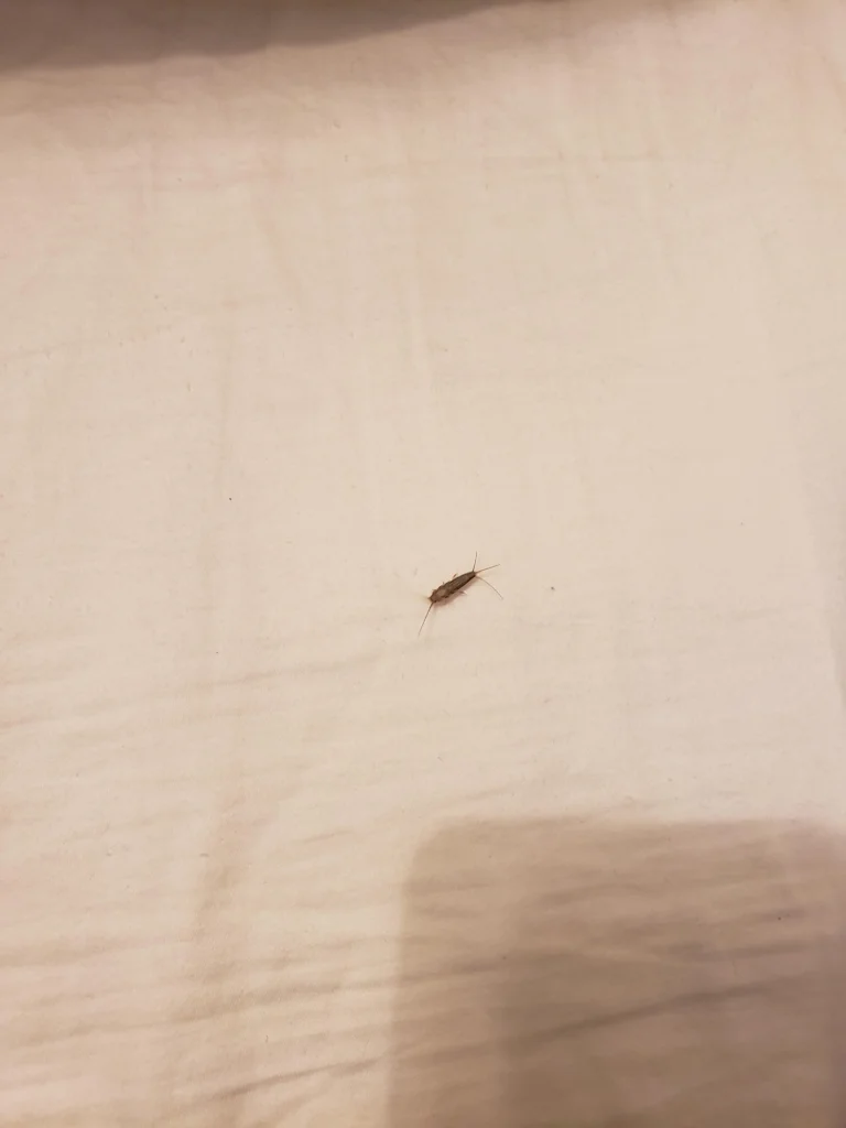 Why Did I Find a Silverfish in My Bedroom? Common Causes Explained
