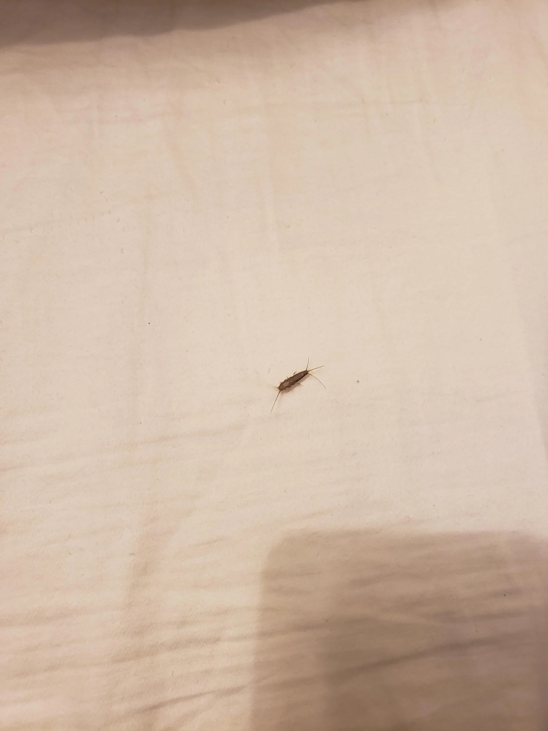 Why Did I Find a Silverfish in My Bedroom? Common Causes Explained