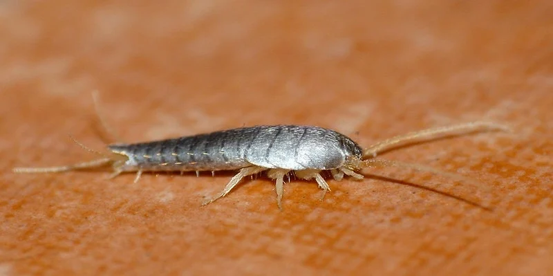 Why Did I Find a Silverfish in My House?