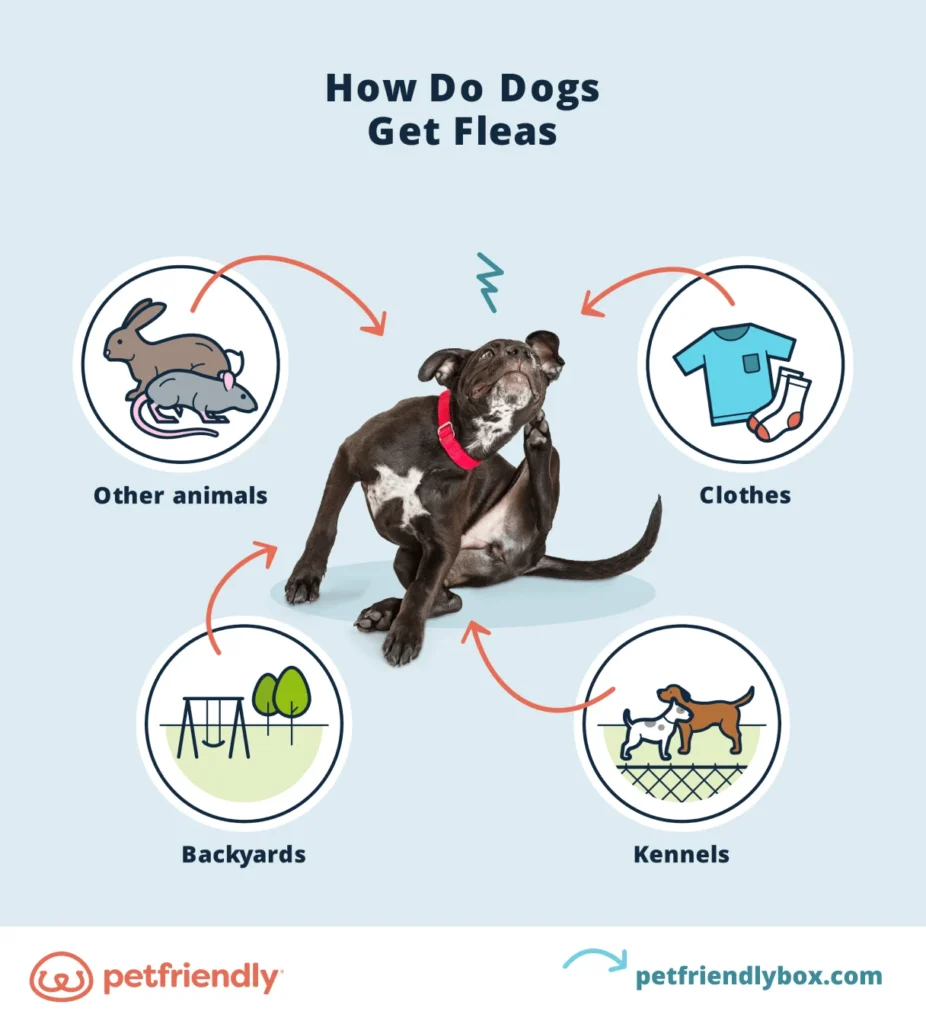 Why Do Dogs Get Fleas?