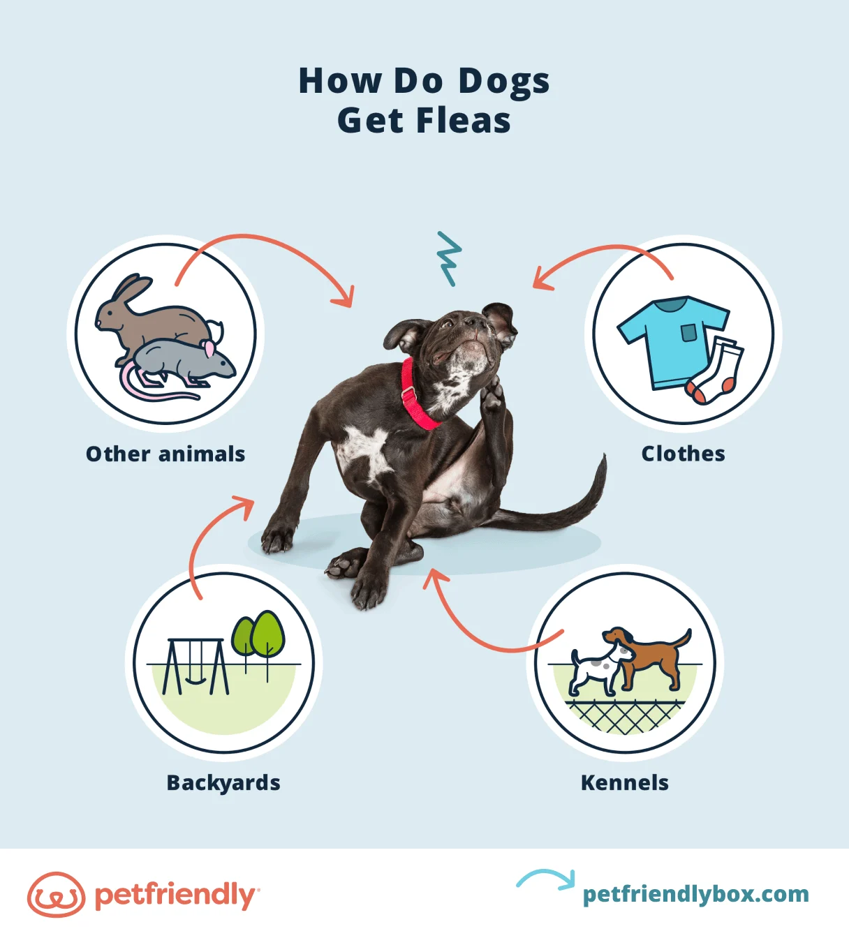 Why Do Dogs Get Fleas?
