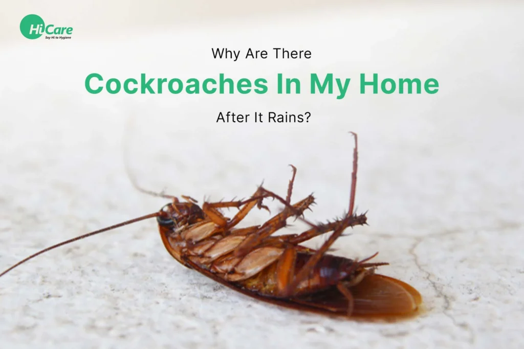 Why Do I Have Cockroaches in My Home?