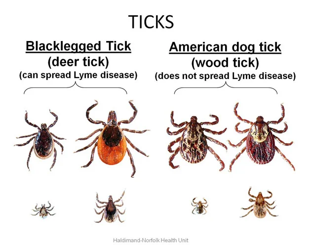Why Do Ticks Carry Lyme Disease?