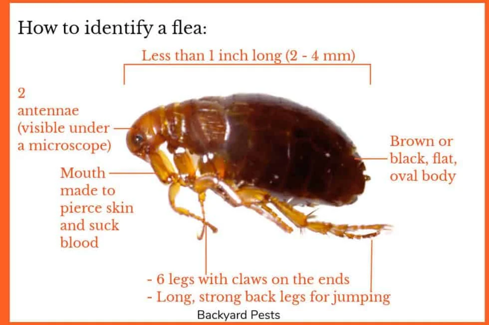 Why Fleas Appear in Homes