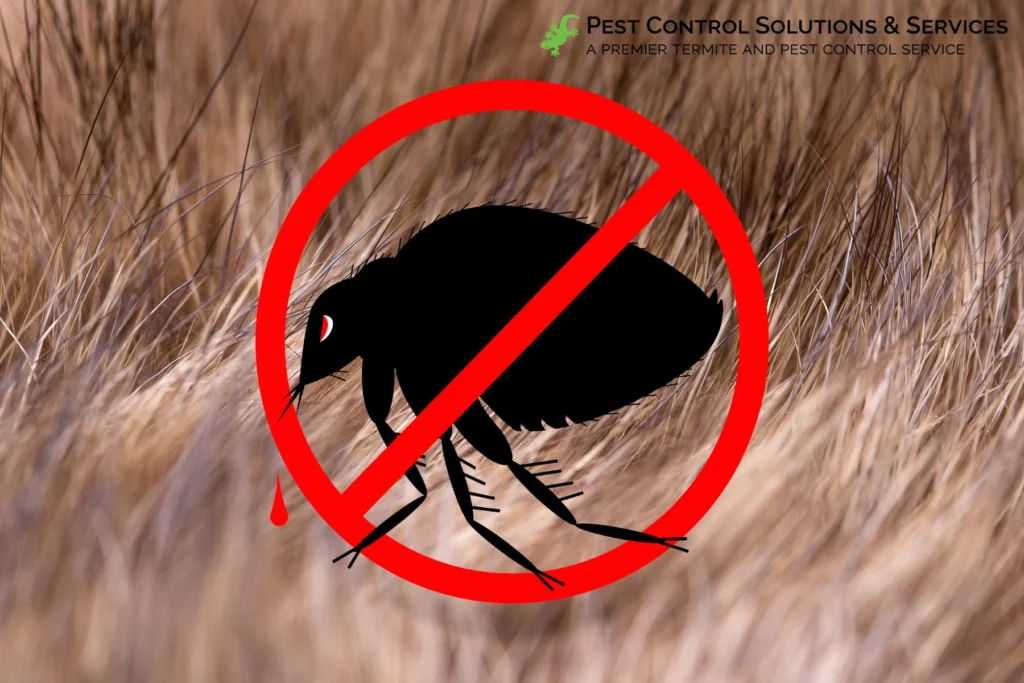 Why Fleas Invade Your Home