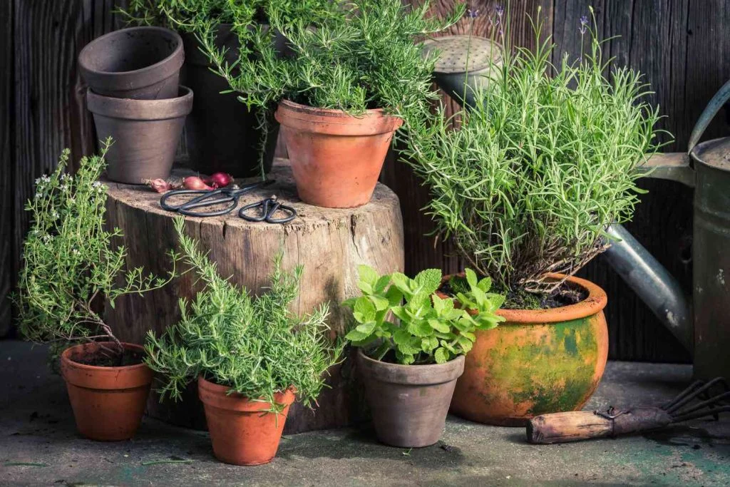 Why Insects Dont Like Certain Plants
