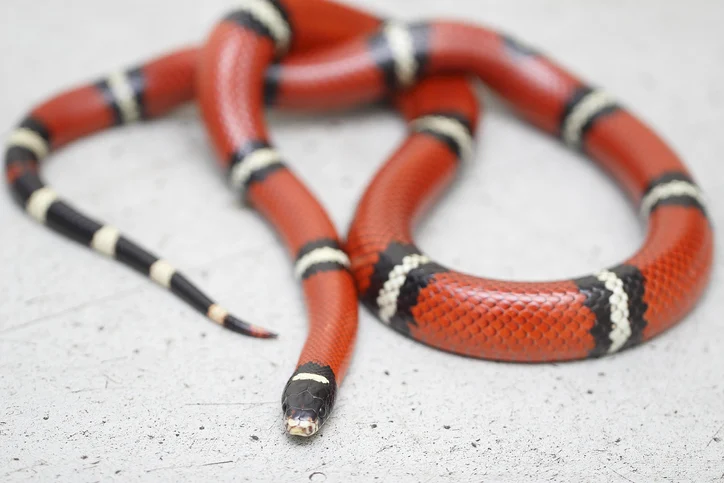 Why Milk Snakes Appear in Homes – all about milk snakes