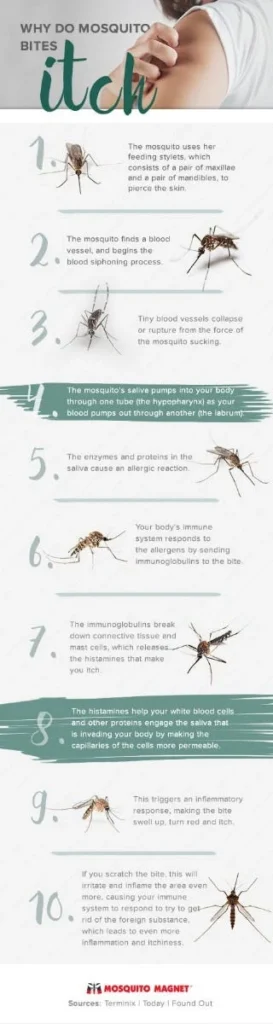 Why Mosquito Bites on Humans Are Common in Homes