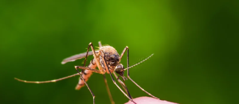 Why Mosquito Control Cumming GA is Crucial