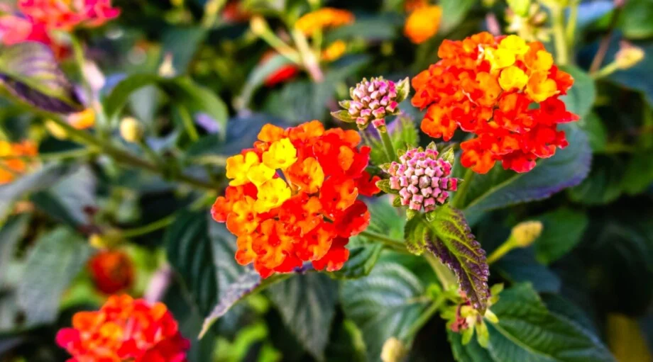 Why Mosquito Control Lantana Matters