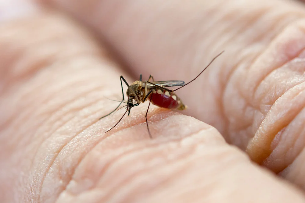 Why Mosquito Control Odessa Is Essential This Year