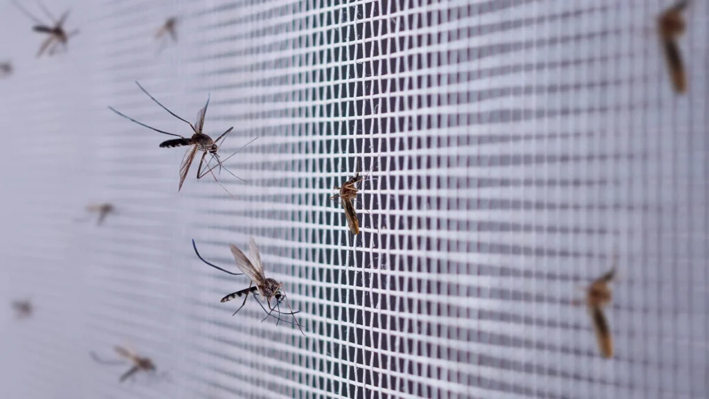 Why Mosquitoes Appear in Homes