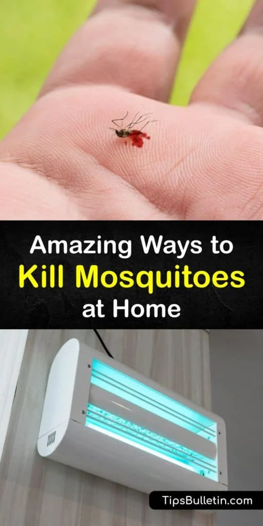 Why Mosquitoes Appear in Homes and Outdoor Spaces