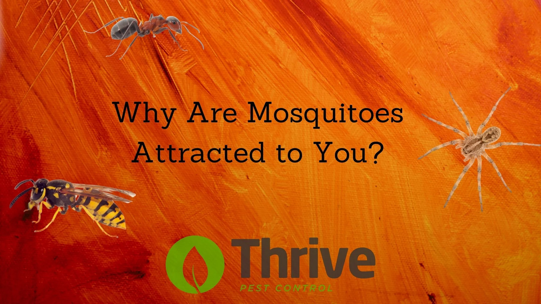 Why Mosquitoes Thrive in Sugar Hill Homes