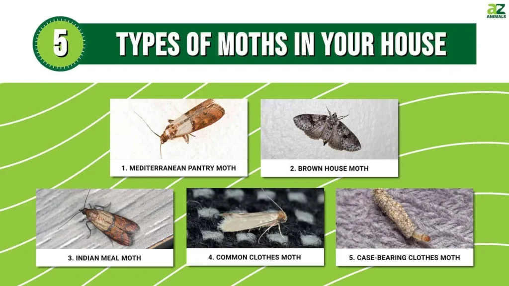 Why Moths Choose Your Home