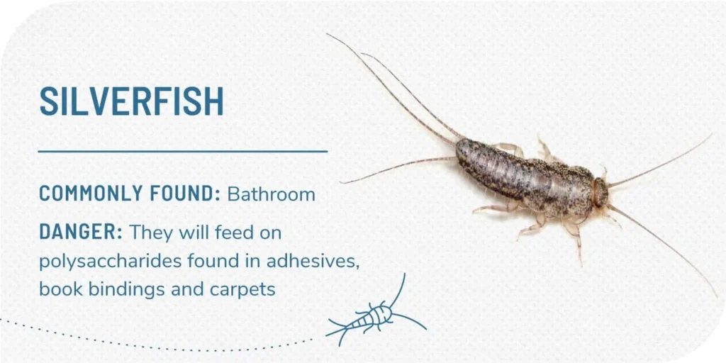 Why My Apartment Has Silverfish
