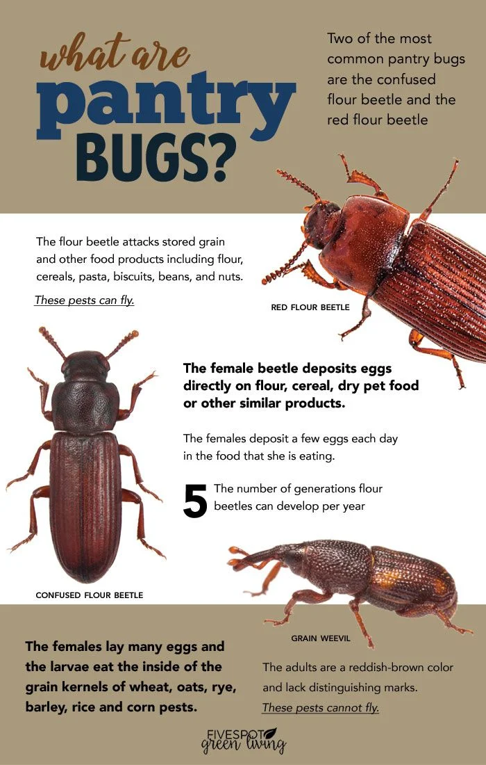 Why Pantry Bugs Pest Control Is Essential