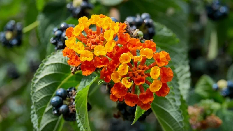 Why pest control lantana is essential for every homeowner