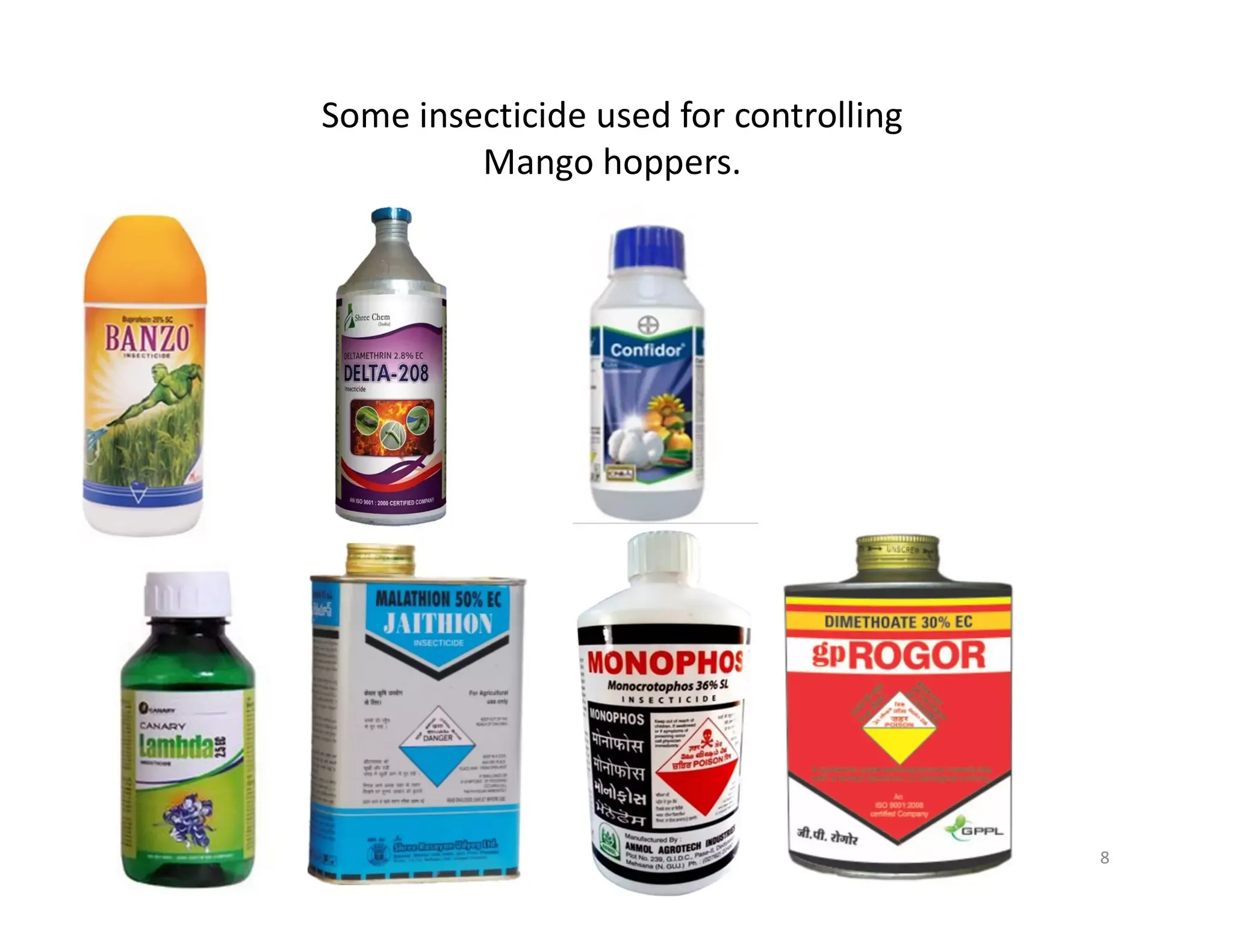 Why pest control mango matters for homeowners