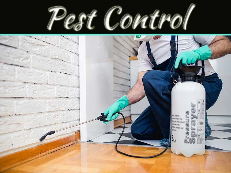 Why Pest Control St Petersburg Is Essential for Every Homeowner