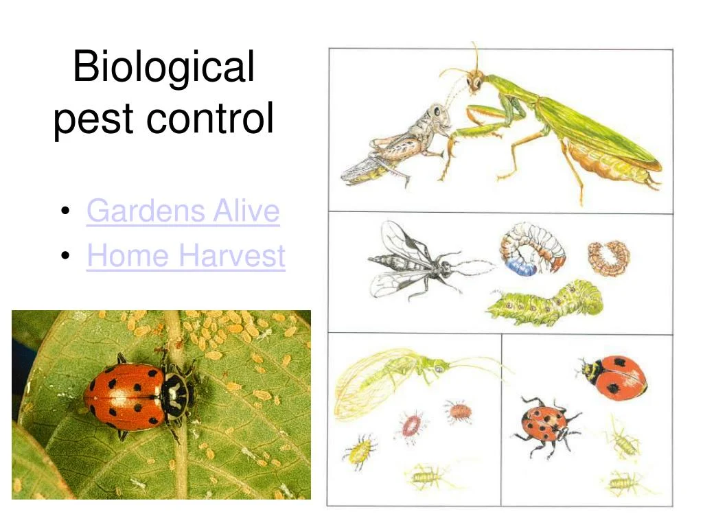 Why Pests Appear in Homes: Biological and Environmental Triggers