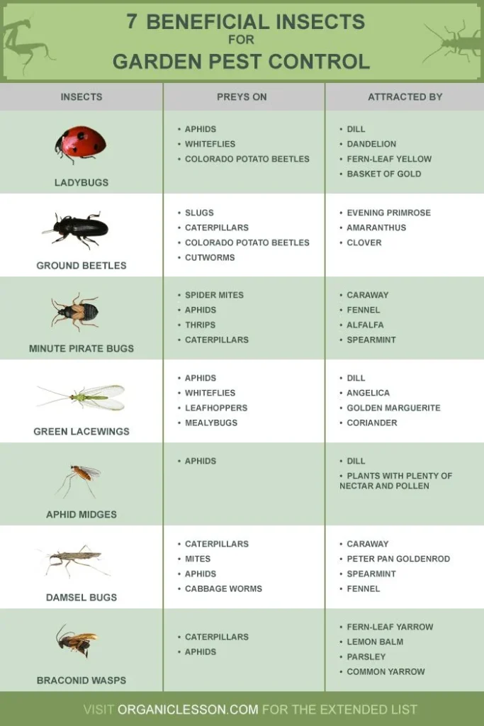 Why Pests Are Attracted to Your Yard and Hose System