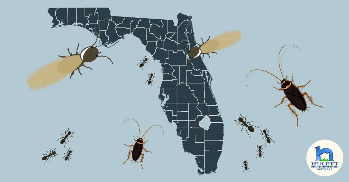 Why Pests Thrive in locations fl tampa