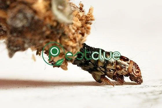 Why Plaster Bagworms Appear in Homes