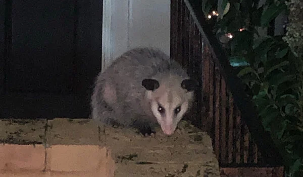Why Possums Appear in Homes