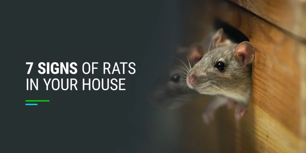 Why Rats Appear in Homes