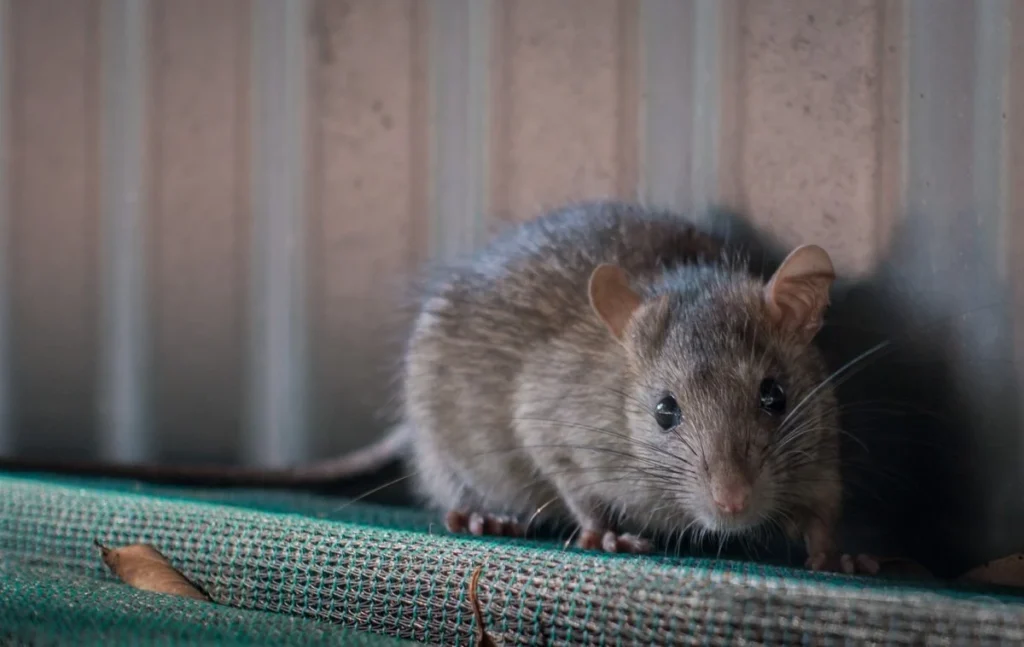 Why Rats Invade Your Home