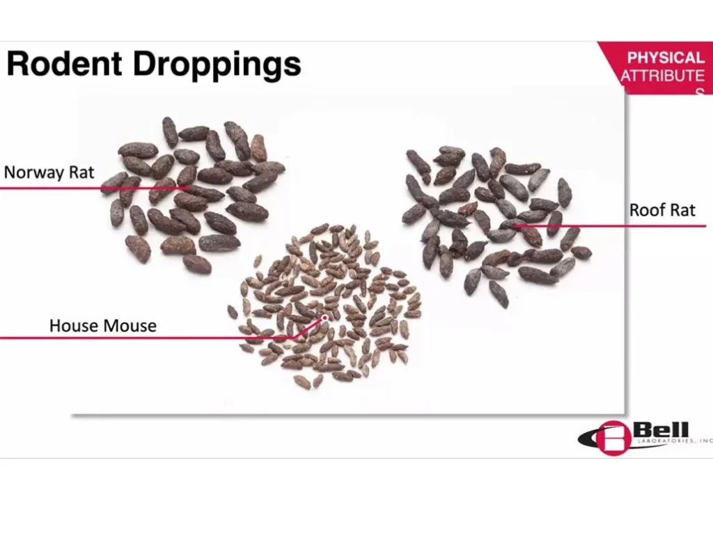 Why Rodent Droppings Appear in Homes