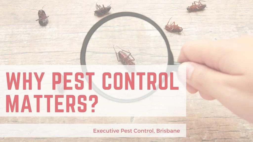 Why Service Areas Matter for Pest Control