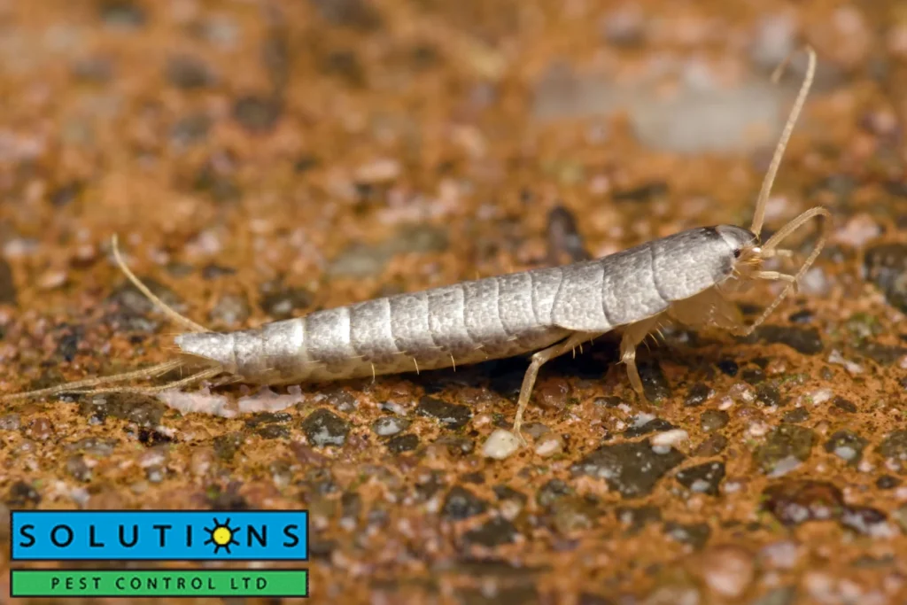 Why Silverfish Appear in Homes