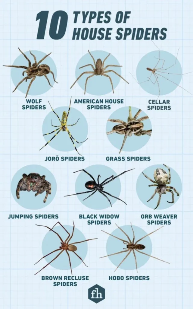 Why Spiders Appear in Homes