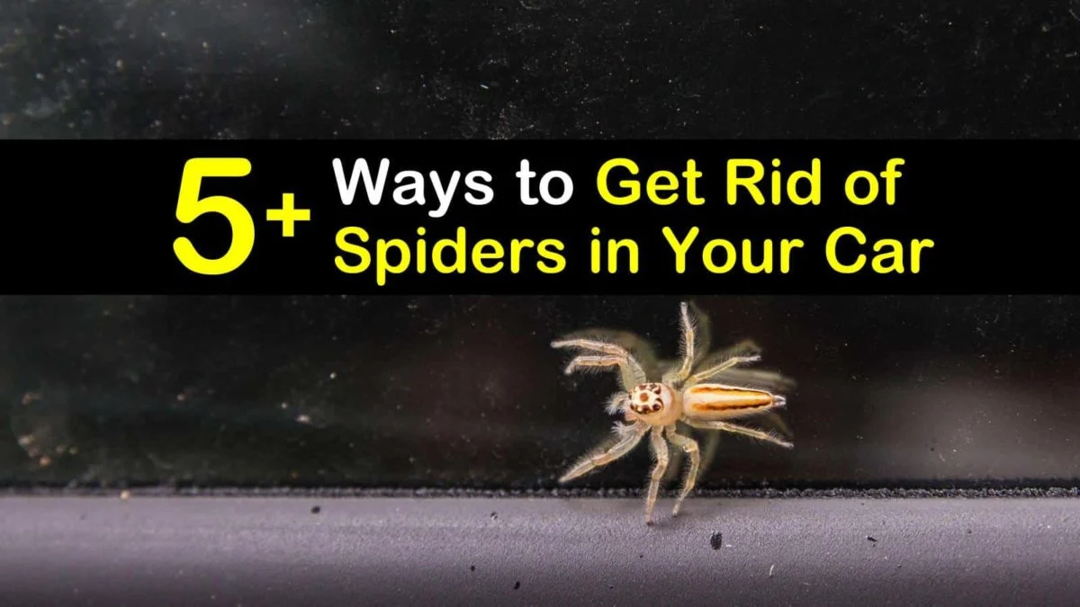 Why Spiders End Up in Your Car