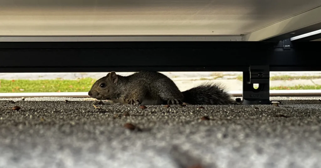 Why Squirrel Infestations Occur in Homes