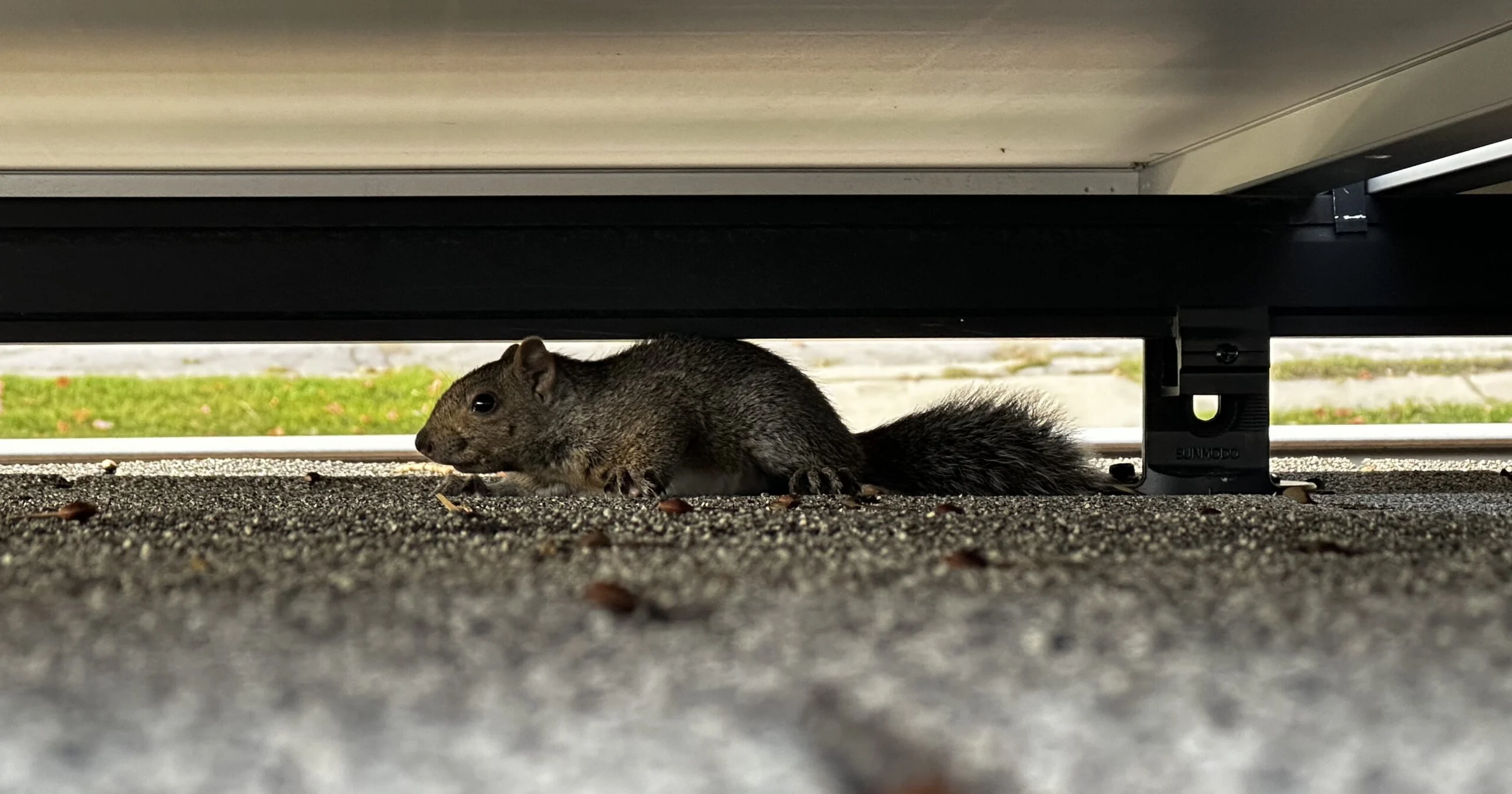 Why Squirrel Infestations Occur in Homes