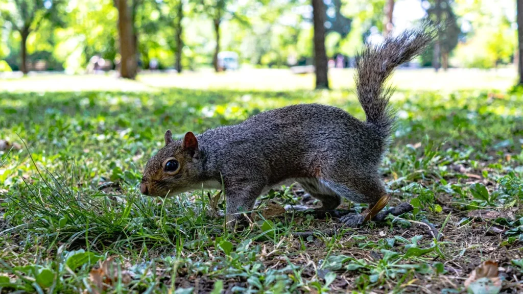 Why Squirrel Pee is a Concern for Homeowners
