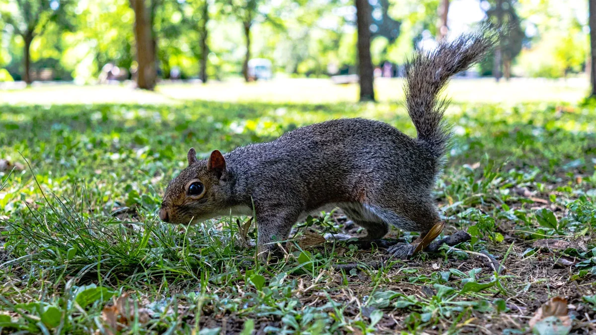 Why Squirrel Pee is a Concern for Homeowners