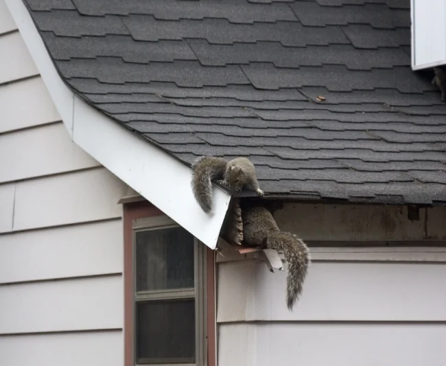 Why Squirrel Removal Becomes Necessary: Understanding the Attraction