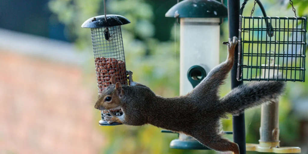 Why Squirrels Are Attracted to Your Home
