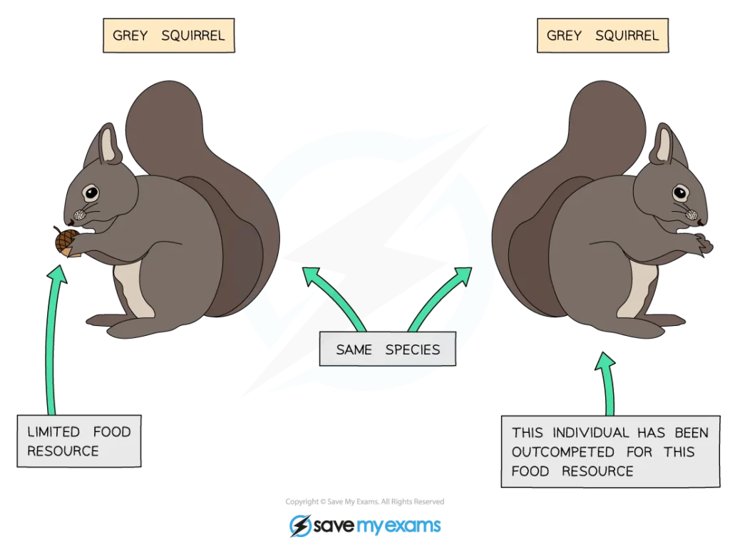 Why Squirrels Urinate Indoors: Biological and Environmental Causes