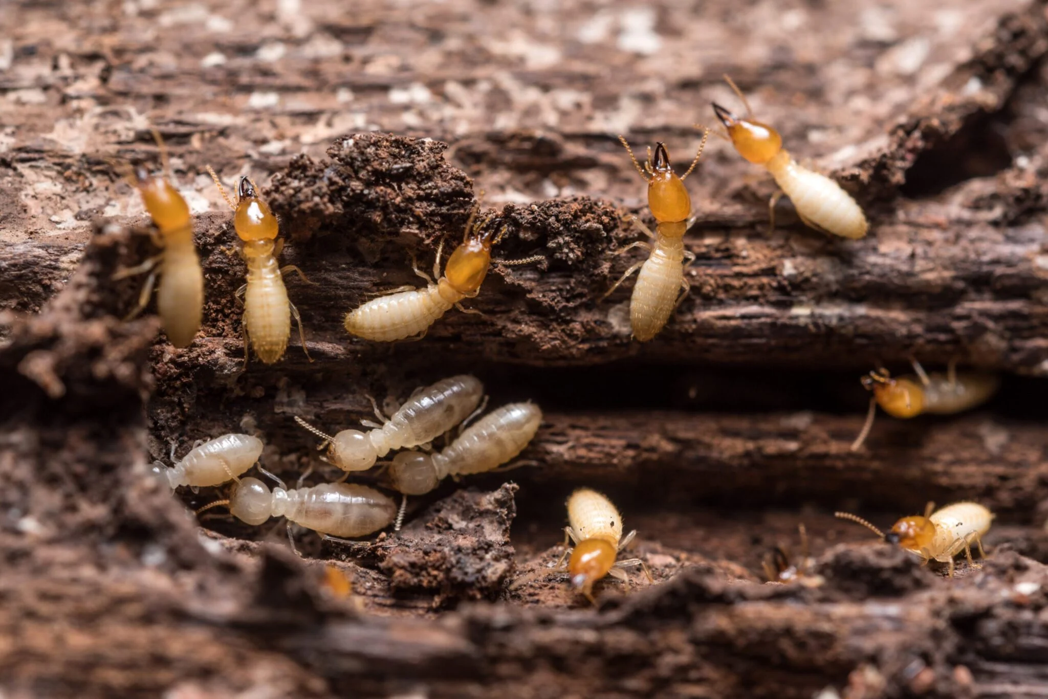 Why Termite Control Boca Raton Is a Must for Every Homeowner