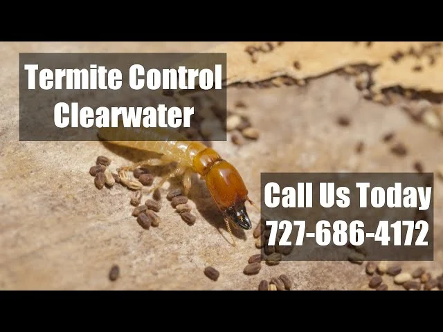 Why Termite Control Clearwater is Crucial