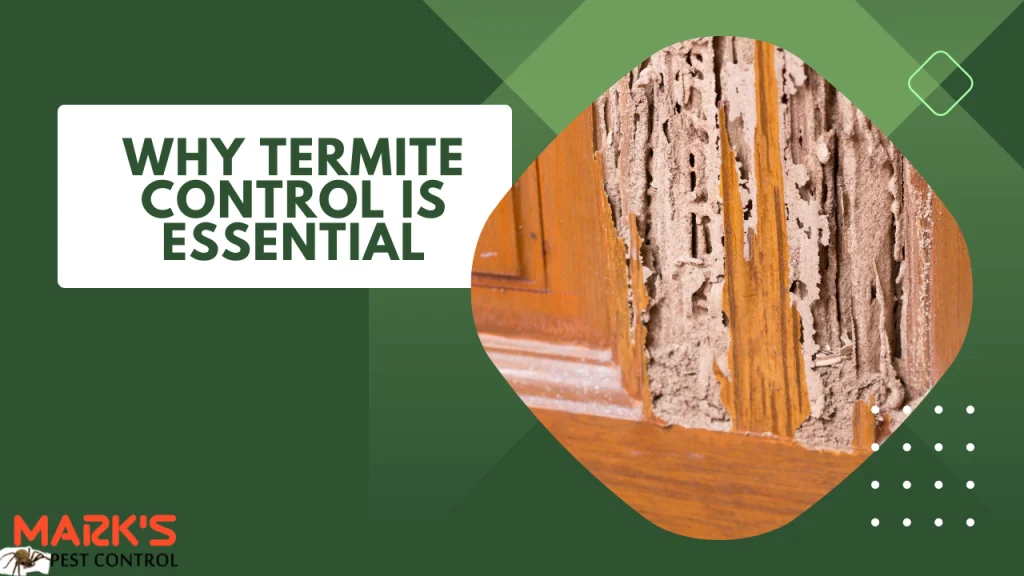 Why Termite Control Dawsonville Is Essential
