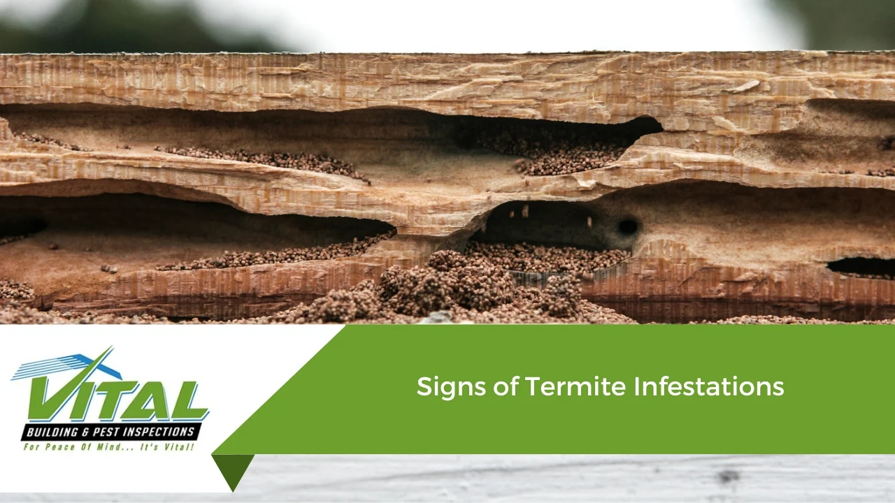 Why Termite Infestations Occur in Homes