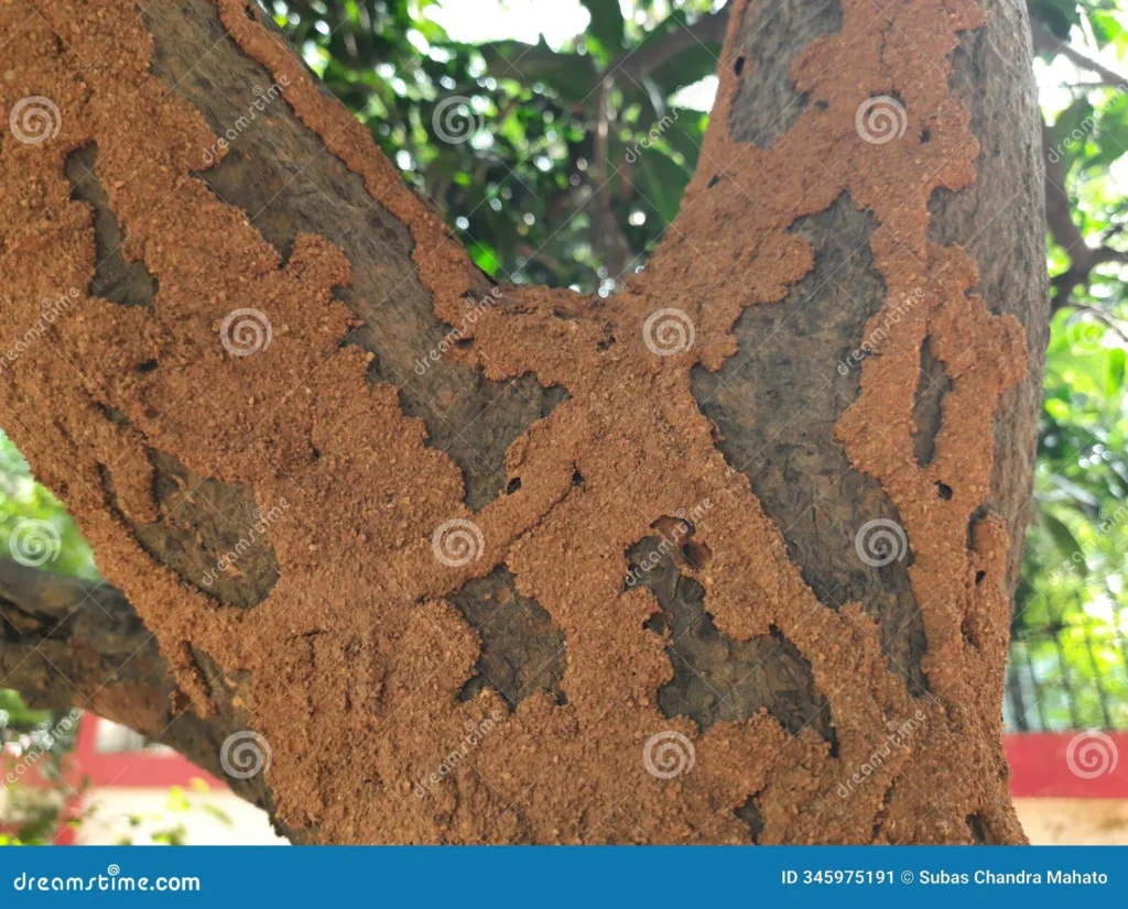 Why Termite Infestations Occur in Mango Trees